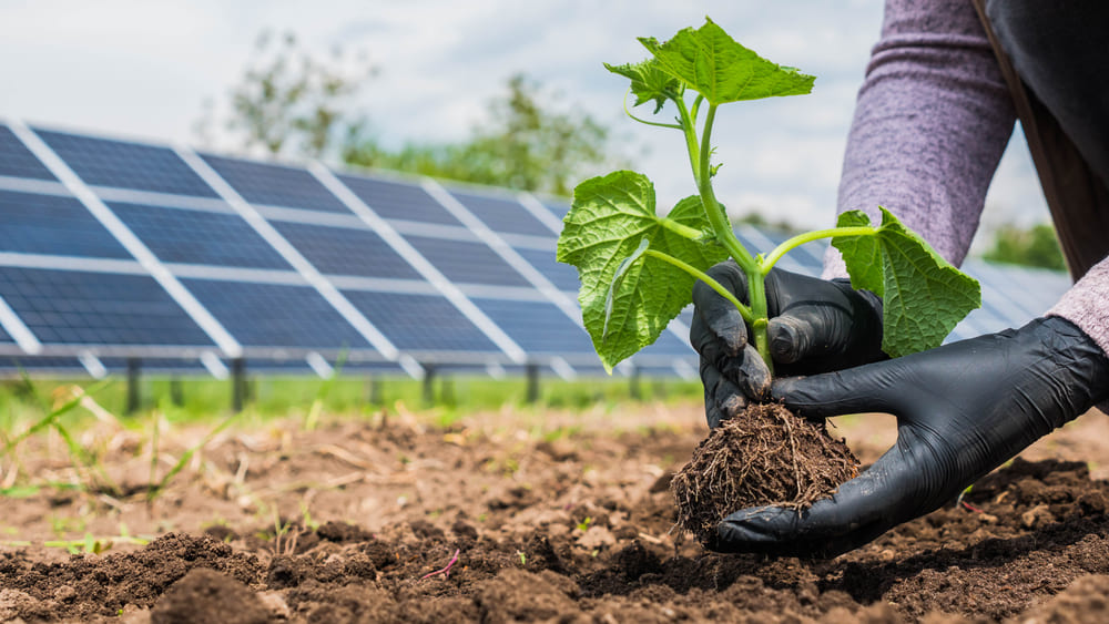 Panneaux solaires pour cultiver de manière écologique