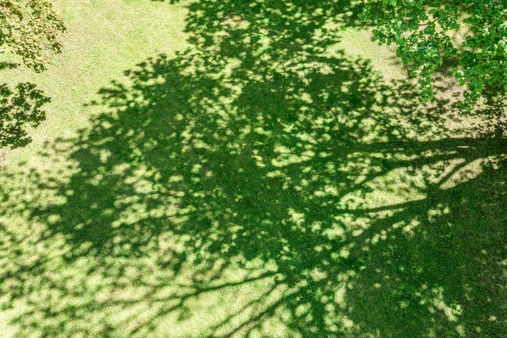 Ombrage d'un arbre sur panneaux solaires